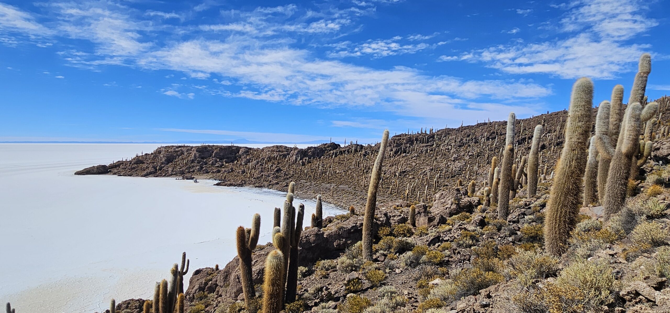 Resilient cacti growing across a high-altitude landscape